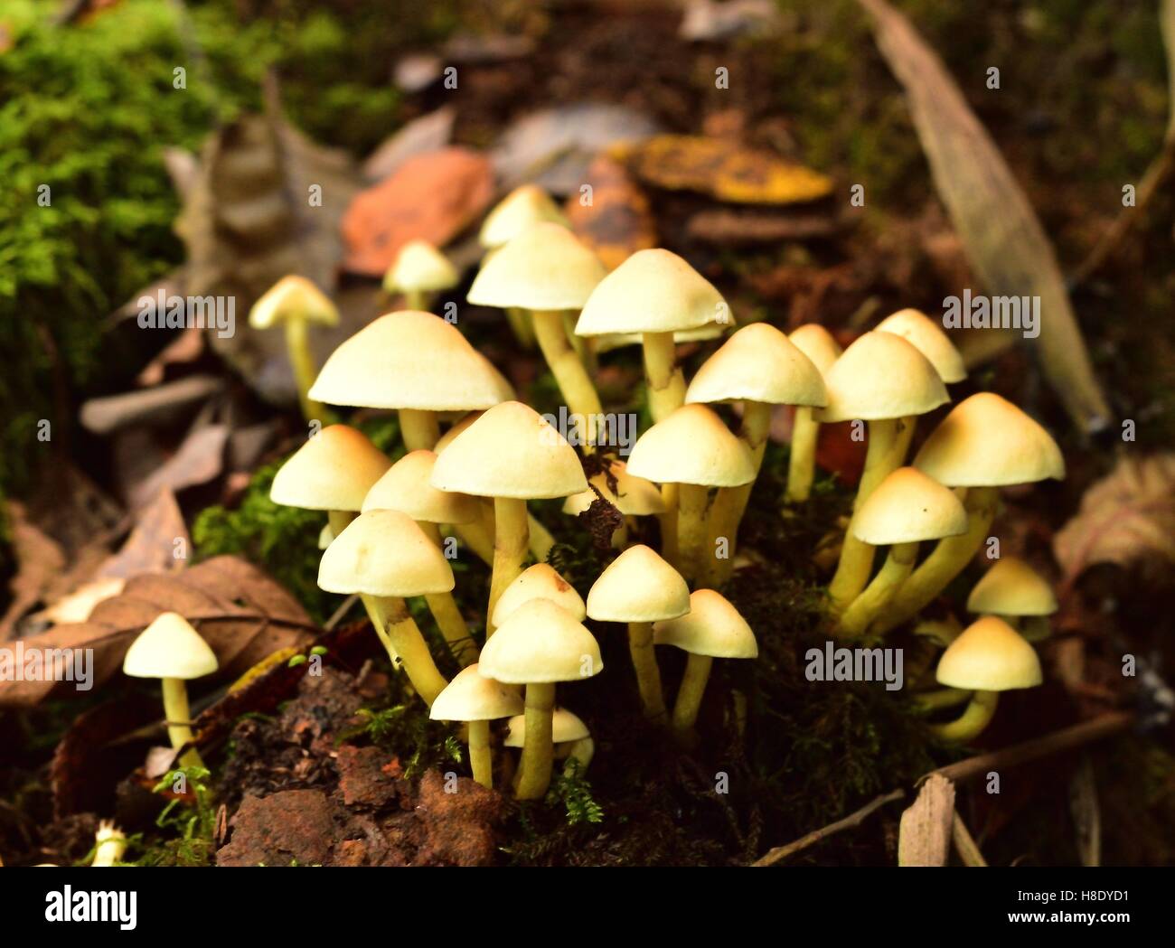 Sonnenlicht auf den Herbst fruchttragenden Pilze Stockfoto