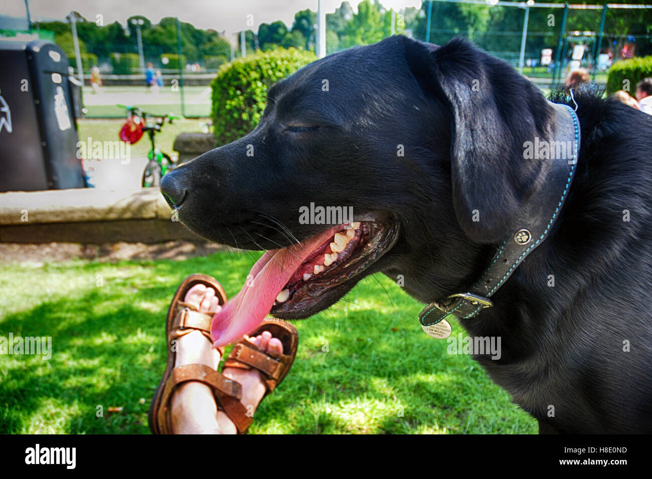 Schwarze Labrador sitzt im Schatten mit Zunge heraus an einem heißen Tag im Park nach einem Spaziergang Stockfoto