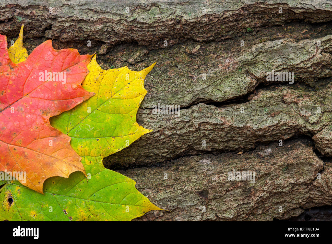 Zwei im Herbst bunten Ahornblätter, Rest nebeneinander auf einem gerissenen sterbenden Baumstamm. Stockfoto