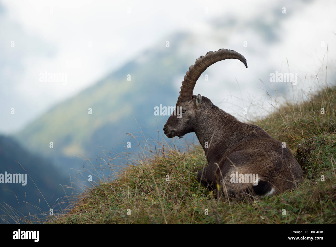 Steinbock / Alpensteinbock (Capra Ibex) ruht in Rasen, Grübeln, umgeben von wilden Hochgebirge, Schweizer Alpen. Stockfoto