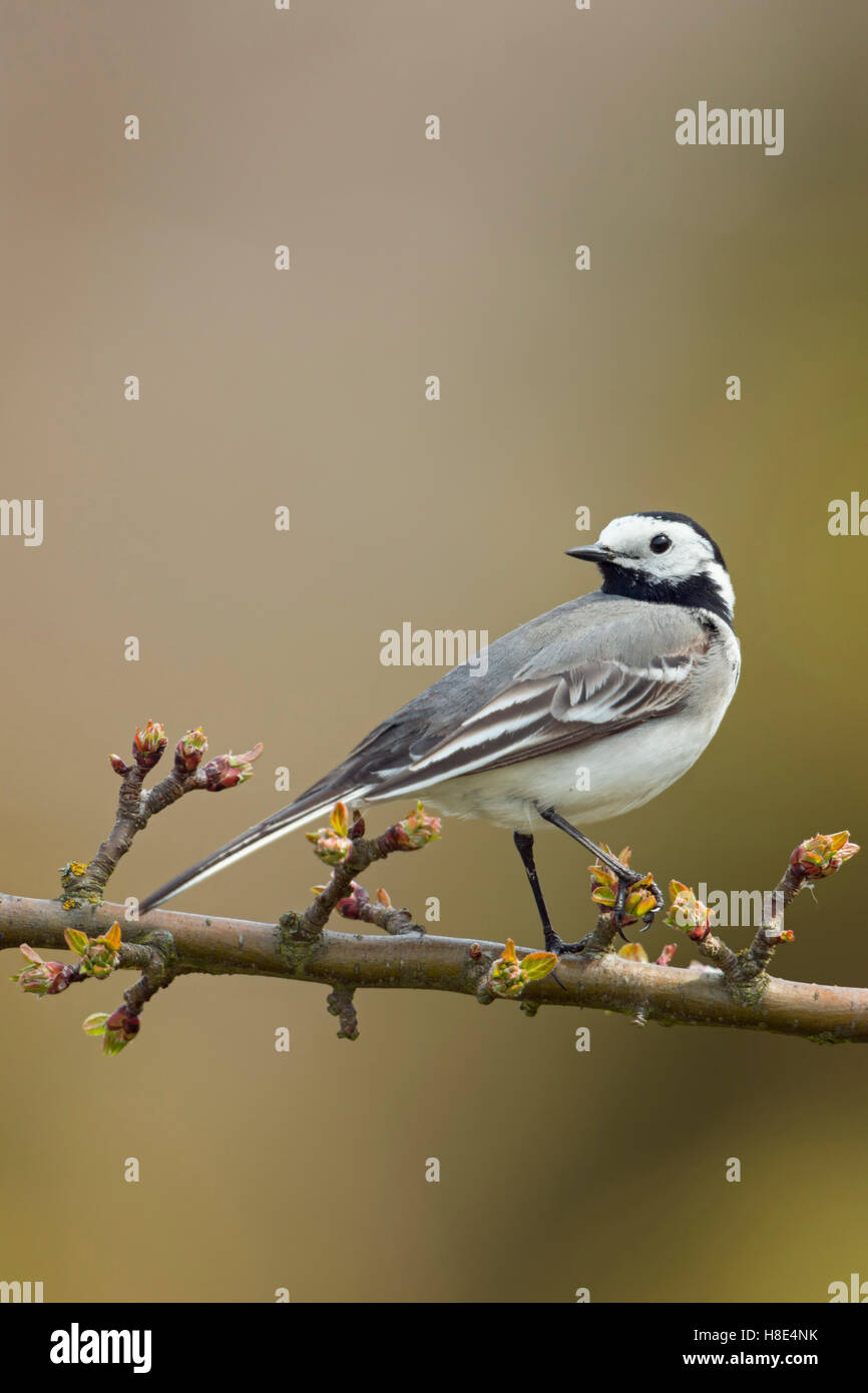 Trauerschnäpper Bachstelze (Motacilla Alba), Erwachsene in der Zucht, Kleid, thront, sitzt auf einem Zweig eines Kirschbaums wieder beobachten. Stockfoto