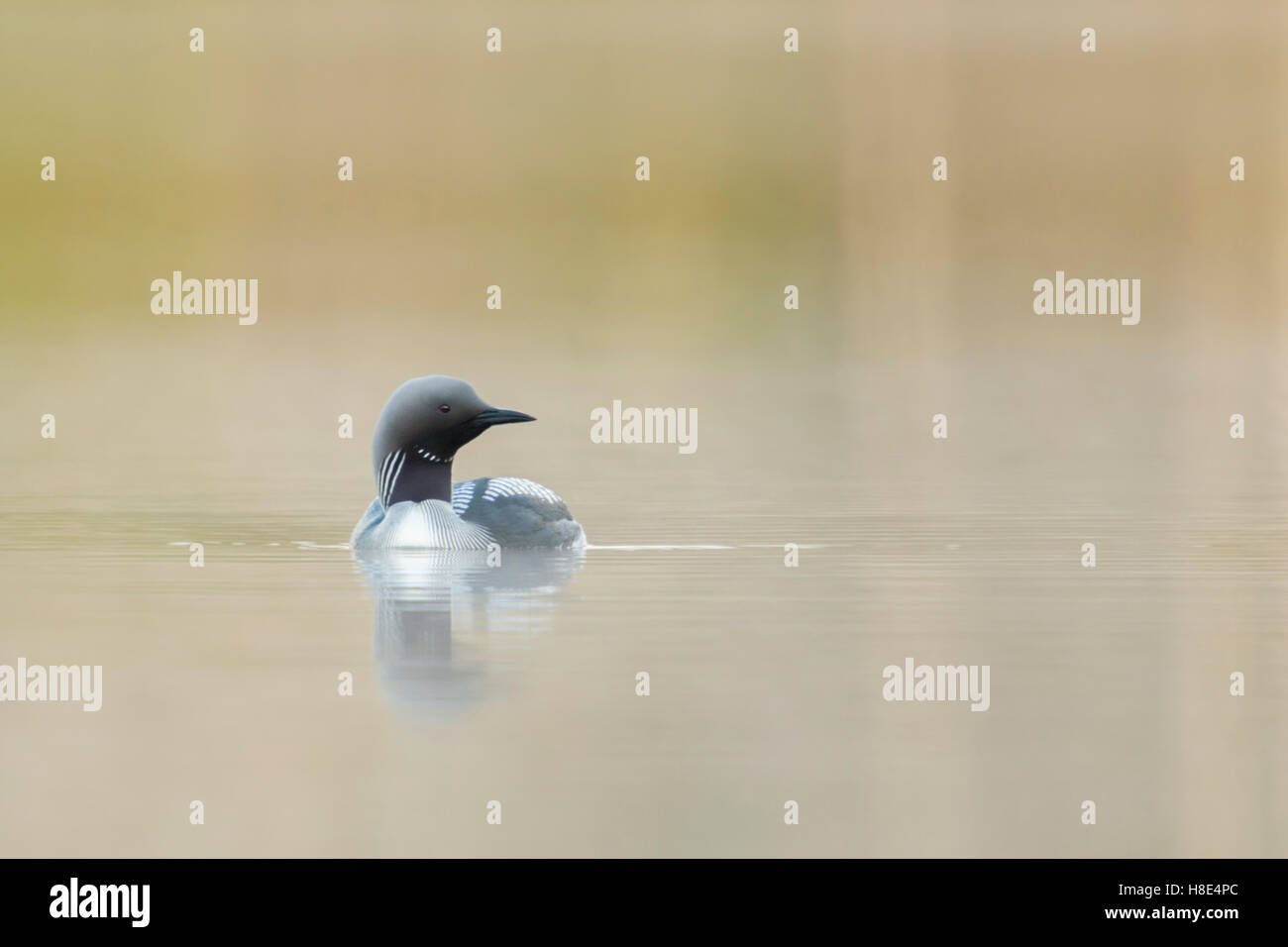 Black-throated Loon / Arktis Loon (Gavia Arctica), in der Zucht Kleid, auf einem See in Schweden, Skandinavien, Vorderansicht. Stockfoto