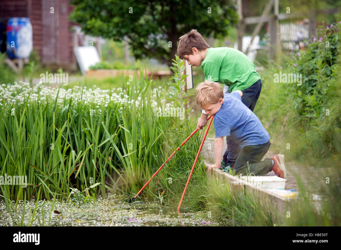 Teich Eintauchen im The Golden Hill Community Garden in Bristol, Großbritannien Stockfoto
