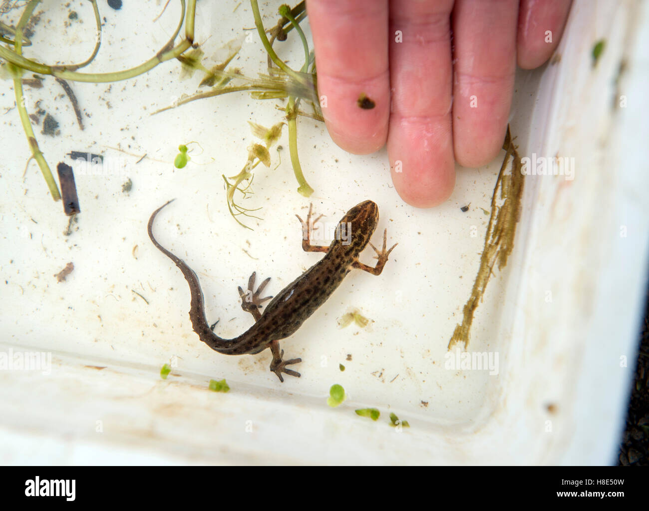 Eine glatte Newt gefangen durch Kinder Teich Eintauchen im Golden Hill Community Garden in Bristol, Großbritannien Stockfoto