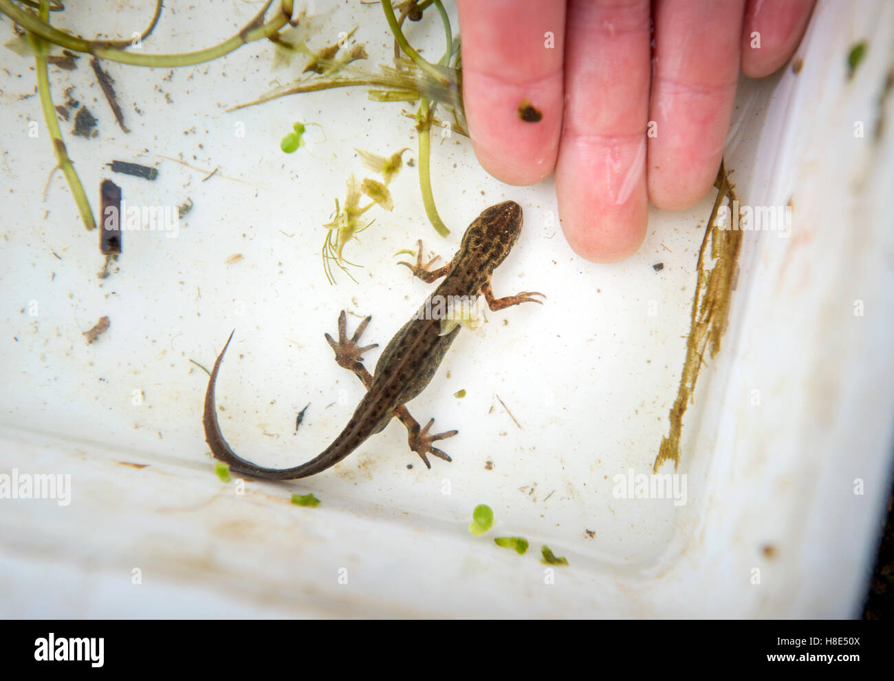 Eine glatte Newt gefangen durch Kinder Teich Eintauchen im Golden Hill Community Garden in Bristol, Großbritannien Stockfoto