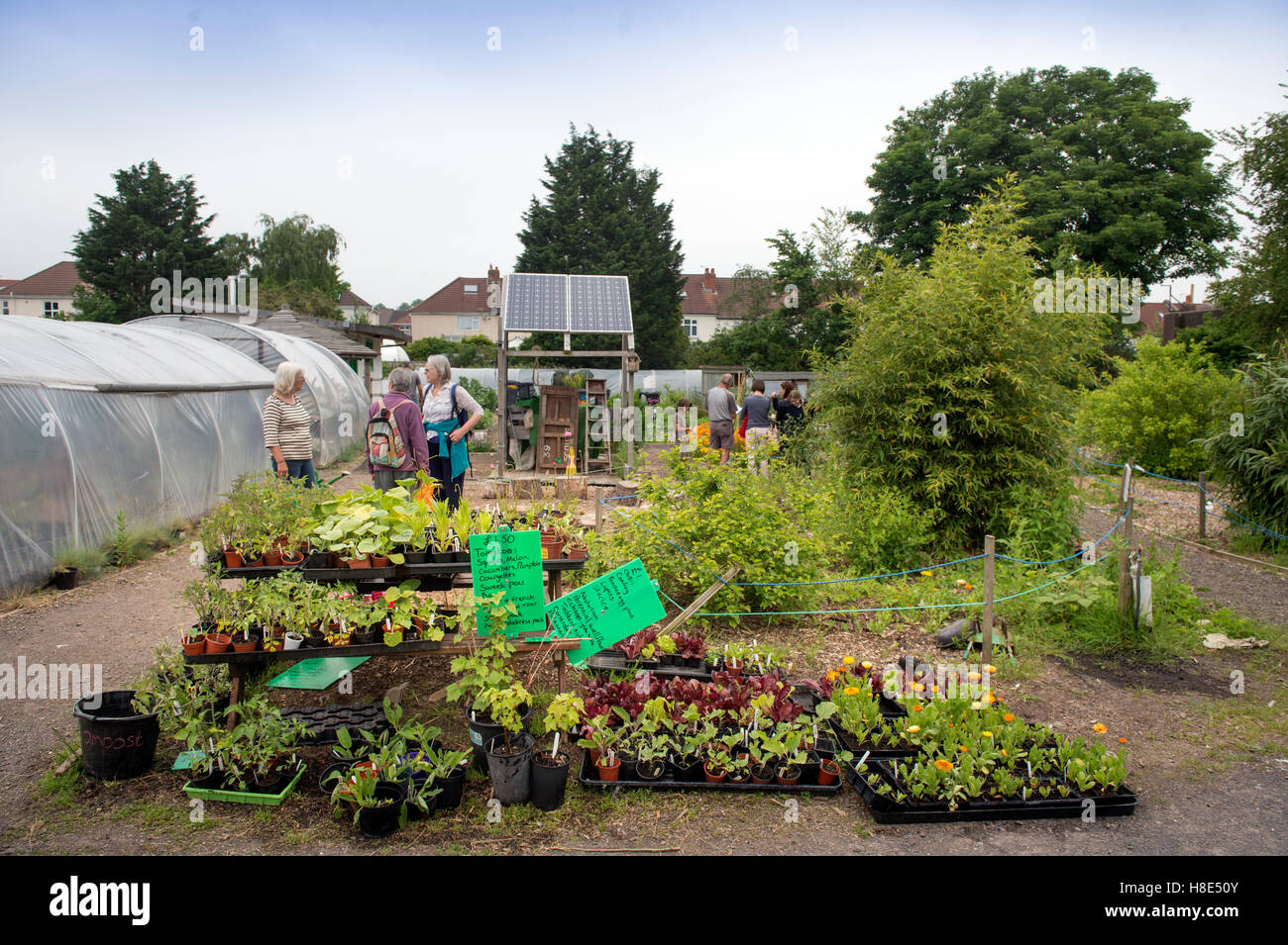 Das Golden Hill Gemeinschaftsgarten in Bristol UK Stockfoto