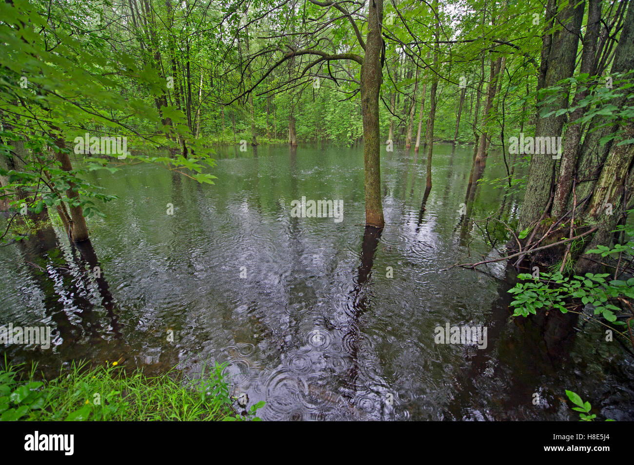 Überfluteten Waldfläche im südlichen Ontario im Sommer Stockfoto