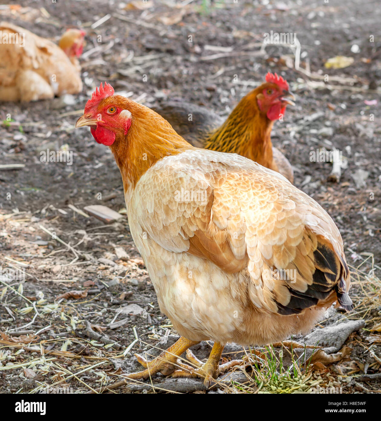 Leben Sie braune Hühner, die zu Fuß auf der Farm. Leben auf dem Land. Rustikaler Stil ...