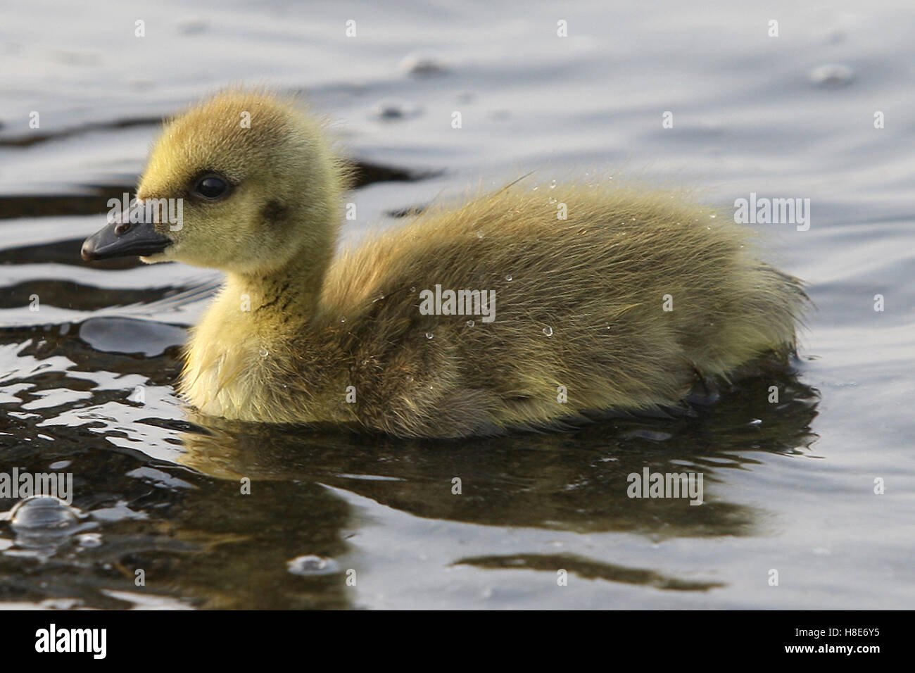 Kanadische Gänse Gans Gosling in Fairlop Gewässern Hainault Barkingside Essex Stockfoto