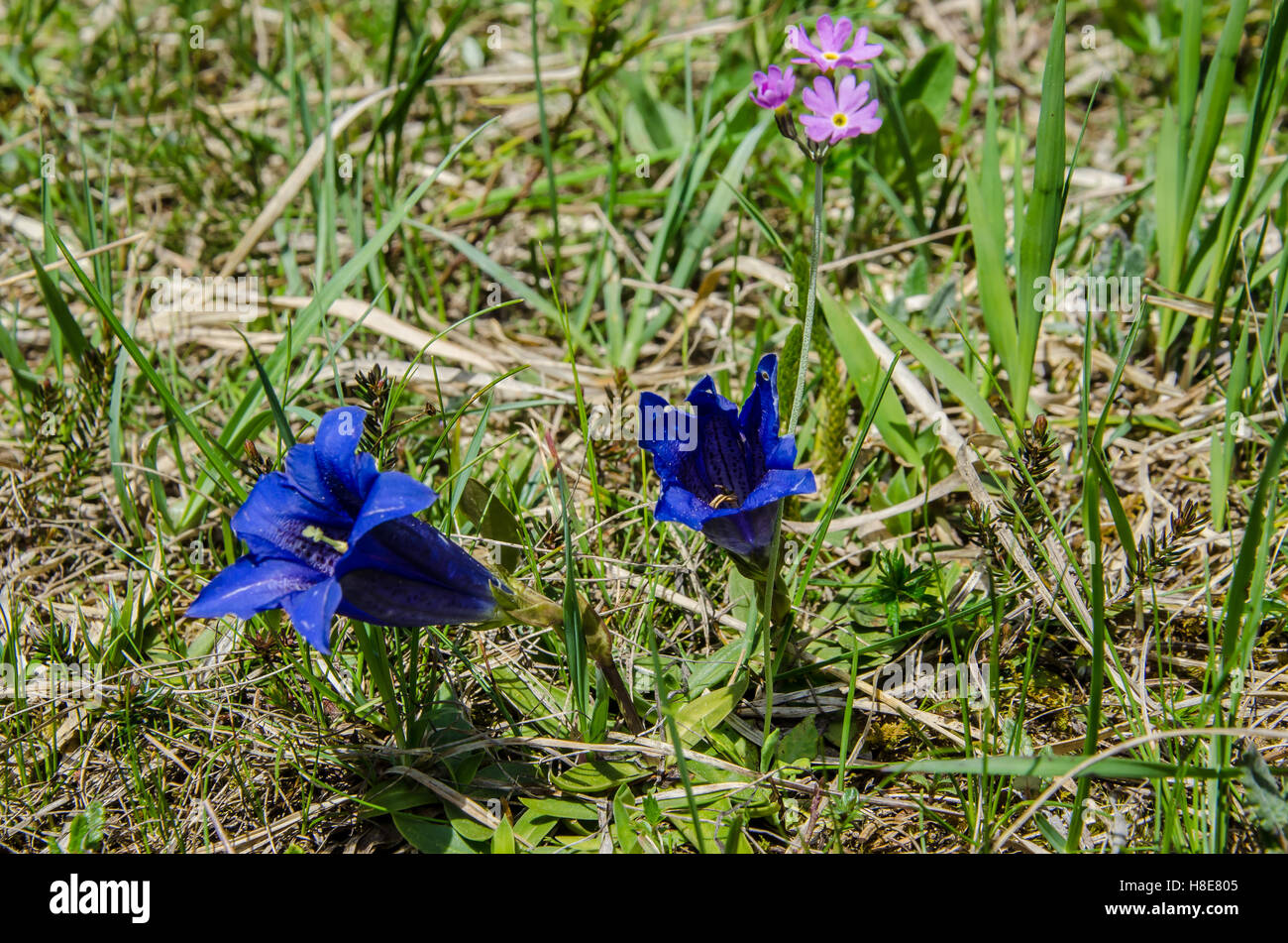 Frühlingsblumen in Bayern Stockfoto