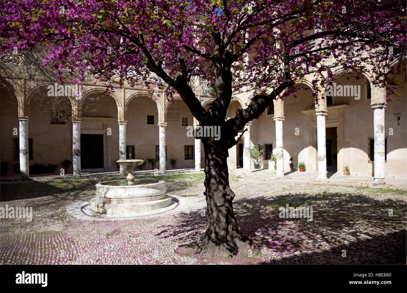 Ein Judas-Baum mit Blüten in den Kreuzgängen der Palast von Los Ribera in Bornos, Spanien Stockfoto