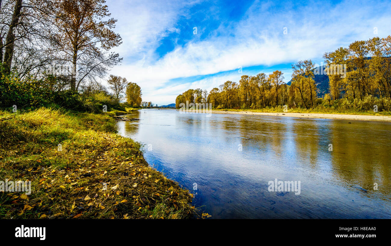 Herbstfarben Sie rund um Nicomen Slough, ein Zweig des Fraser River fließt durch das Fraser Valley of British Columbia Stockfoto