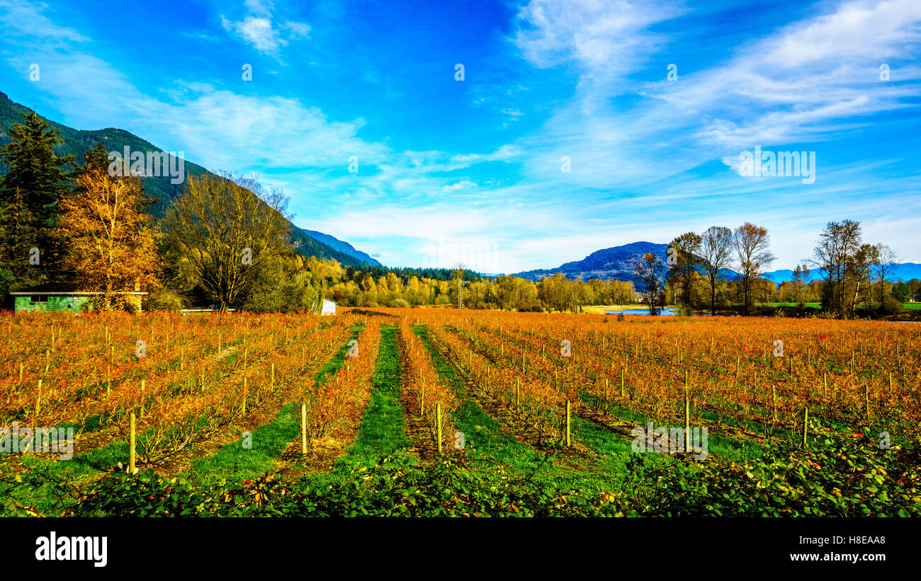 Herbstfarben der geraden Zeilen der Heidelbeere Pflanzen Landwirt Felder in das Fraser Valley of British Columbia, Kanada Stockfoto