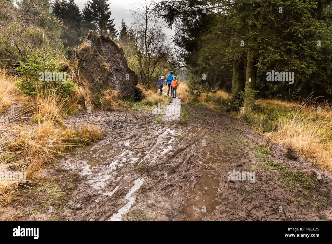 Muddy Wanderwege in der Nähe der Baraque Michel, Hohes Venn, Hautes vagnes, Hohes Venn, Eifel Stockfoto