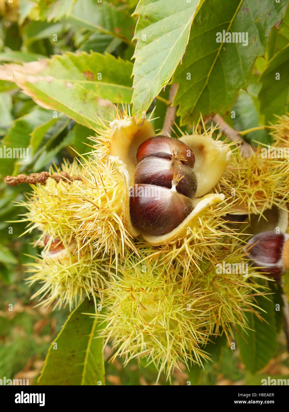 Kastanien, die auf einem Baum wachsen Stockfoto