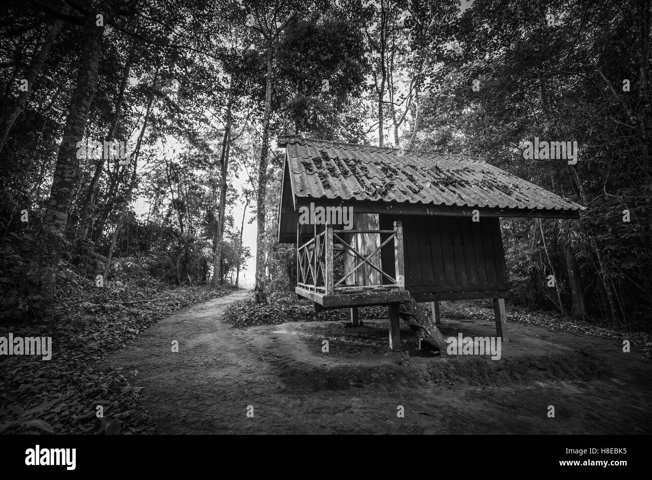 Hütte im Wald Stockfoto