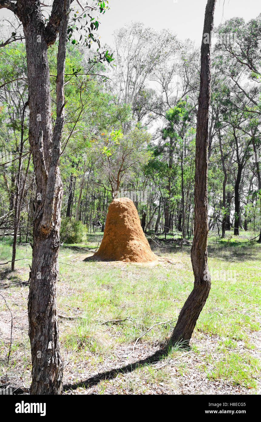 Ant Hill in der Oxley Wild Rivers National Park, Walcha NSW Australien Stockfoto