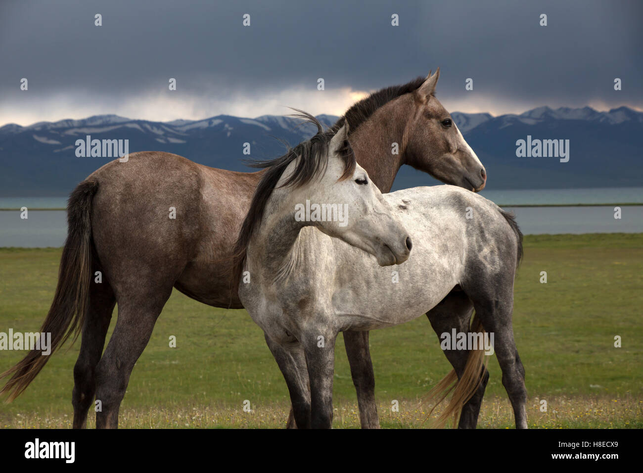 Kirgisistan - Pferde am See Lied Kol - Travel People Zentralasien Stockfoto
