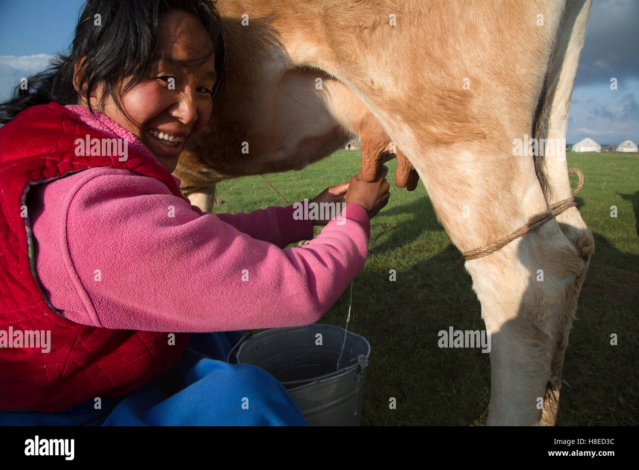 Kirgisistan - Melken am Finale Song Kol von Nomaden-Familie - Travel People Zentralasien Stockfoto