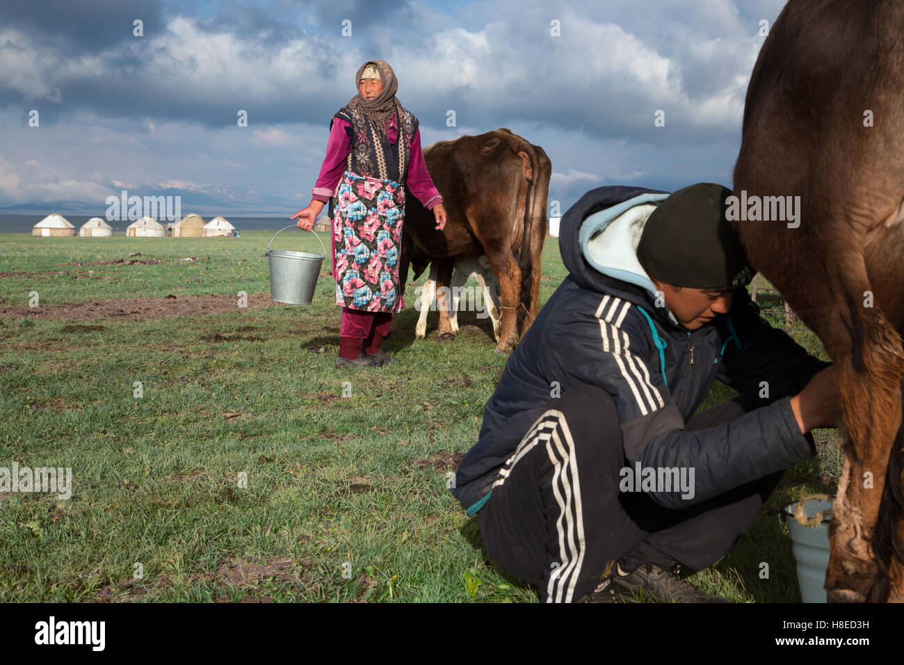 Kirgisistan - Melken am Finale Song Kol von Nomaden-Familie - Travel People Zentralasien Stockfoto