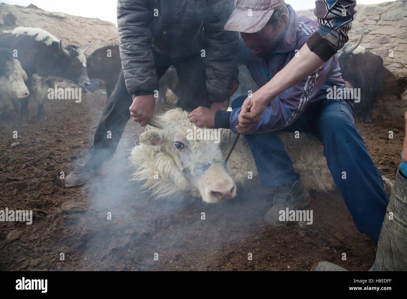 PPeople markieren Yak in der Nacht im Dorf, GBAO Bulunkul Stockfoto