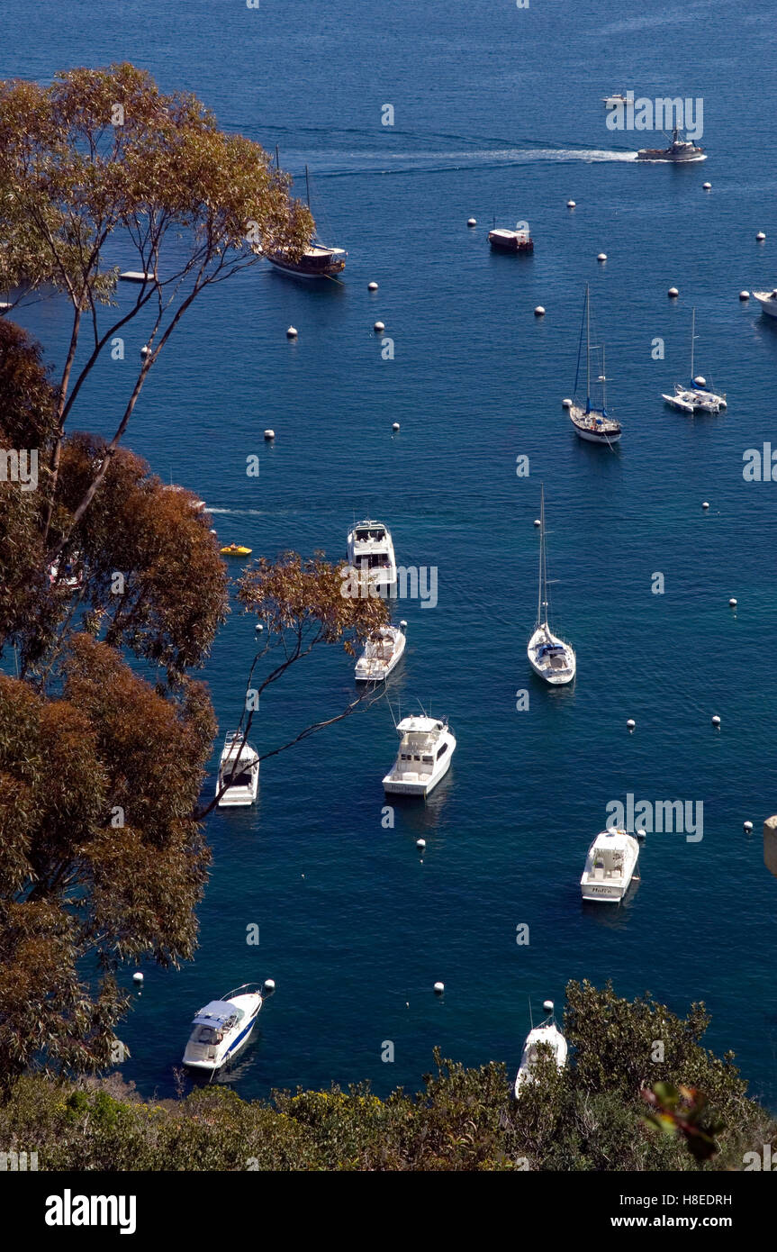 Boote im Hafen von Avalon auf Catalina Island Stockfoto