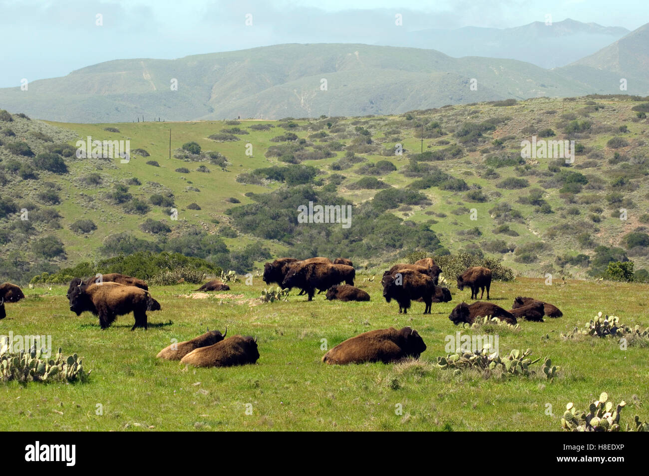 Büffel Herde in das Innere des Catalina Island vor der Küste von Süd-Kalifornien Stockfoto