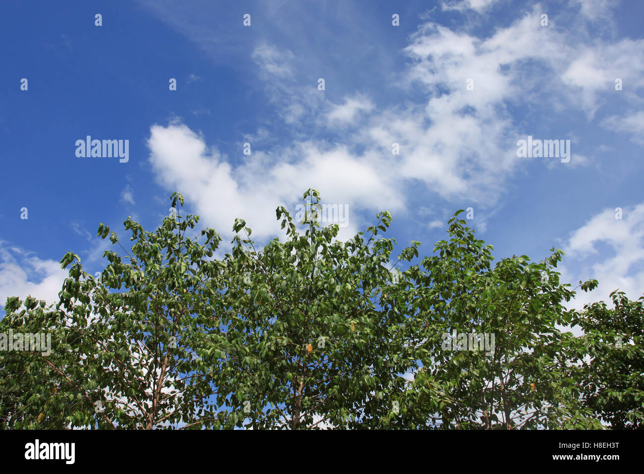 Tropische Bäume im öffentlichen park auf blauen Himmelshintergrund und schönem Wetter haben. Stockfoto