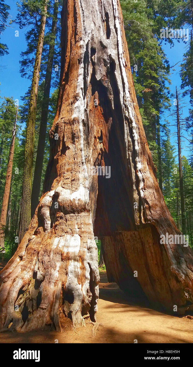 Mammutbaum, Calaveras große Bäume Staaten Park, Sierra Nevada, Kalifornien Stockfoto