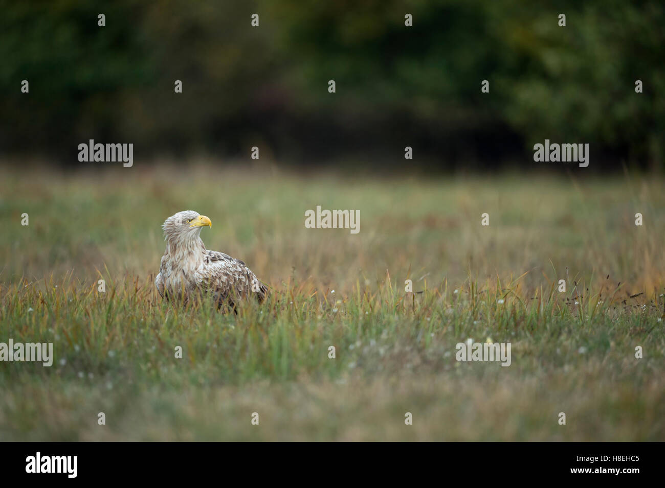 Seeadler / Seeadler ( Haliaeetus albicilla) alter Erwachsener, weißer Kopf, sitzend auf dem Boden im Gras, beobachtend, Tierwelt, Europa. Stockfoto