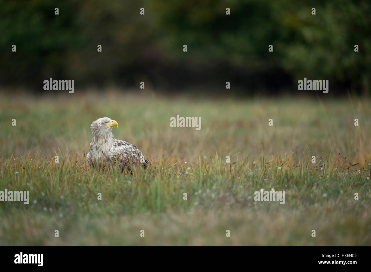 White tailed Eagle / Seeadler (Haliaeetus Horste) alte Erwachsene, weißen Kopf, sitzen auf dem Boden im Rasen herum beobachten. Stockfoto