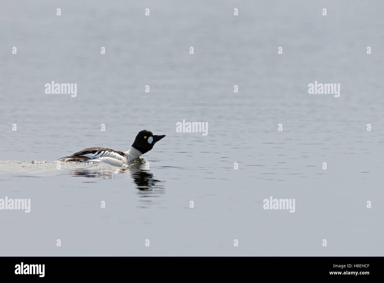 GoldenEye (Bucephala Clangula), männliche in Zucht Kleid, Schwimmen, den Hof an einem See in der Entfernung, Schweden, Scandinavia. Stockfoto