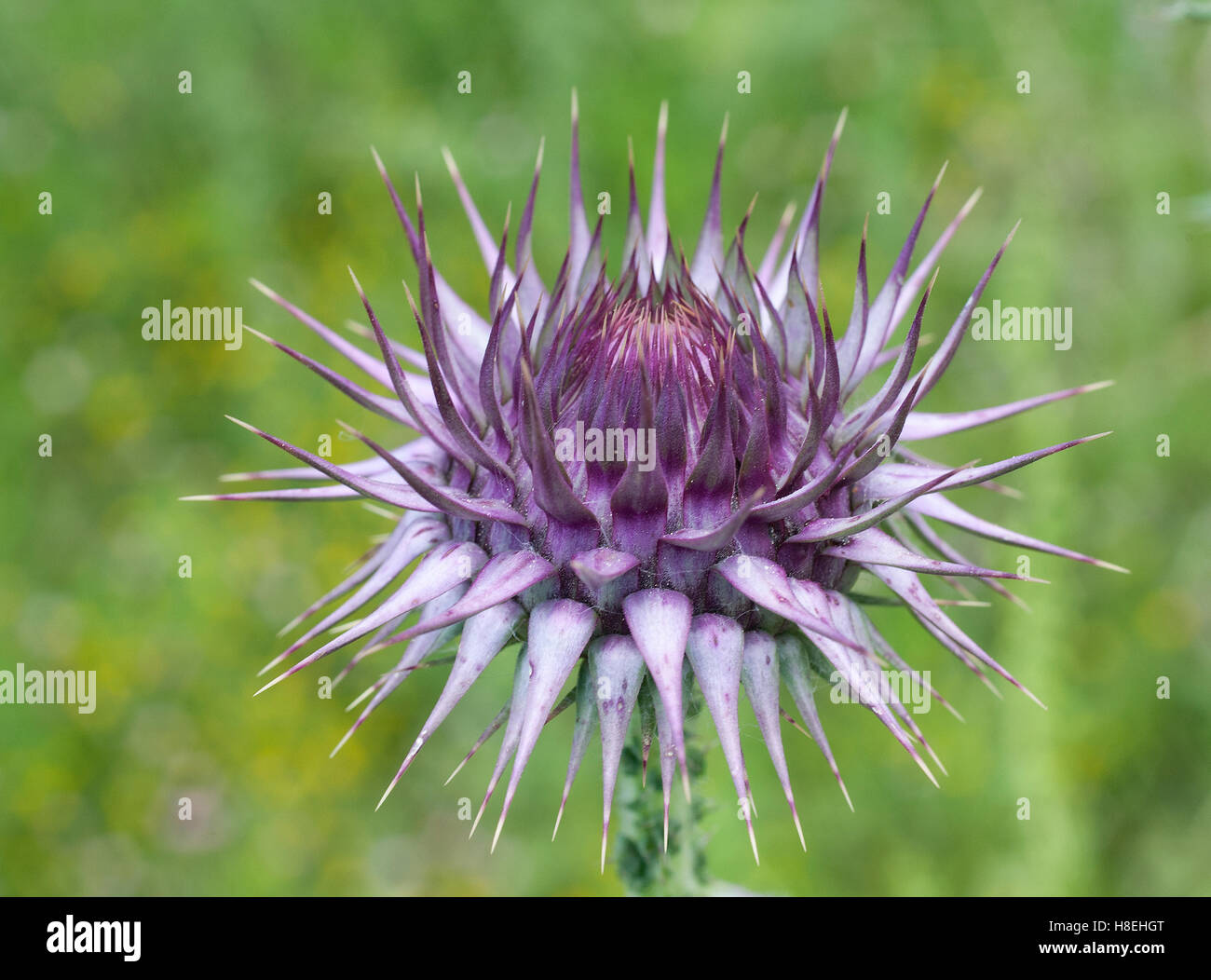 Eine stachelige Distel Knospe des Heiligen Distel oder Mariendistel (Silybum Marianum), Side, Türkei. Stockfoto