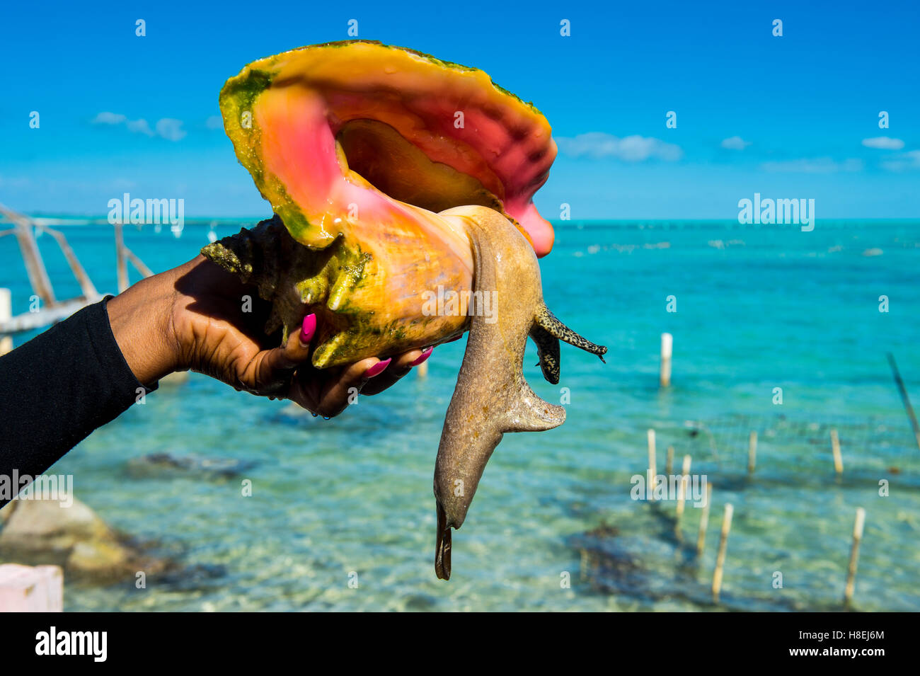 Nahaufnahme von einer riesigen Muschel (Lobatus Gigas), Caicos Conch Farm, Providenciales, Turks- und Caicosinseln, Karibik, Mittelamerika Stockfoto