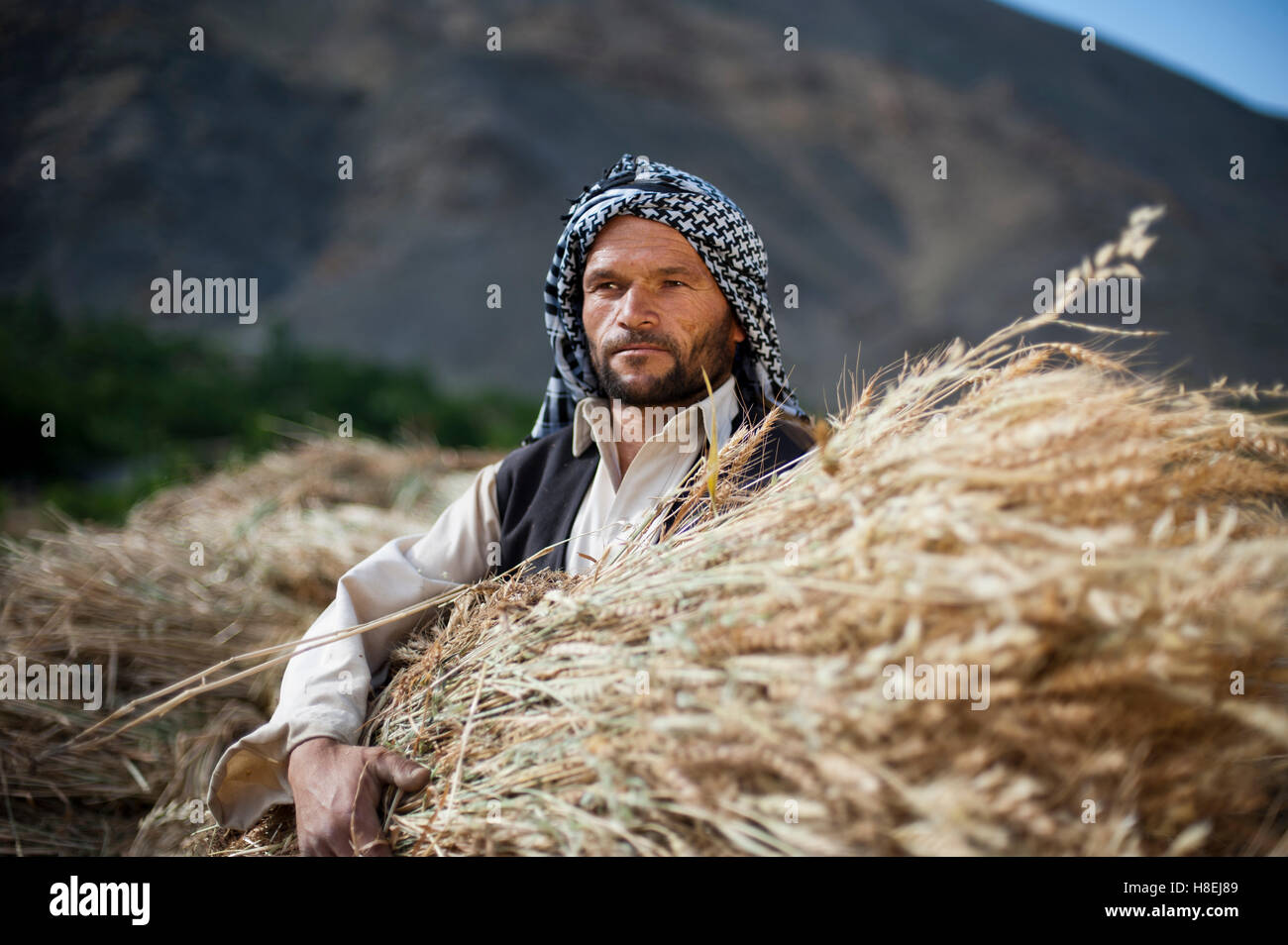 Ein Mann aus dem Panschir-Tal in Afghanistan hält ein frisch geernteten Bündel von Weizen, Afghanistan, Asien Stockfoto