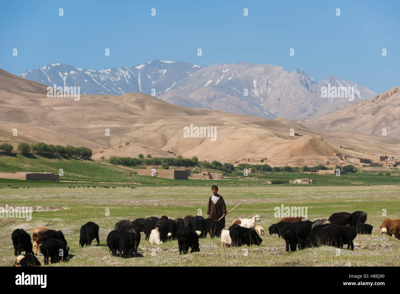 Ein Junge bringt seine Ziegen grasen in Bamiyan Provinz, Afghanistan, Asien Stockfoto