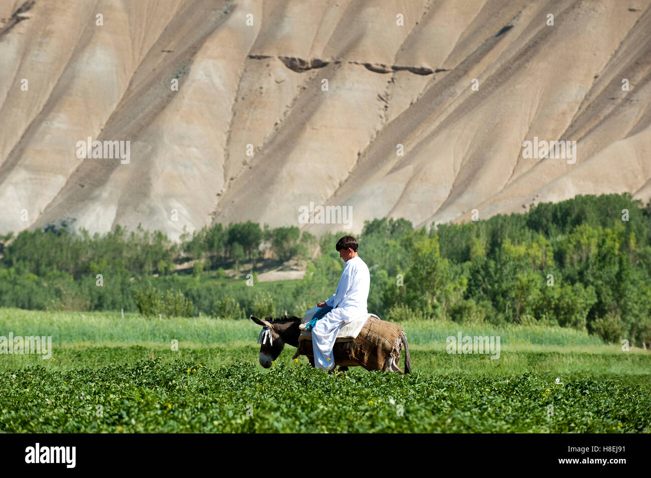 Nahverkehr, geht ein Junge auf den Markt Kartoffelfeldern, Provinz Bamiyan, Afghanistan, Asien Stockfoto