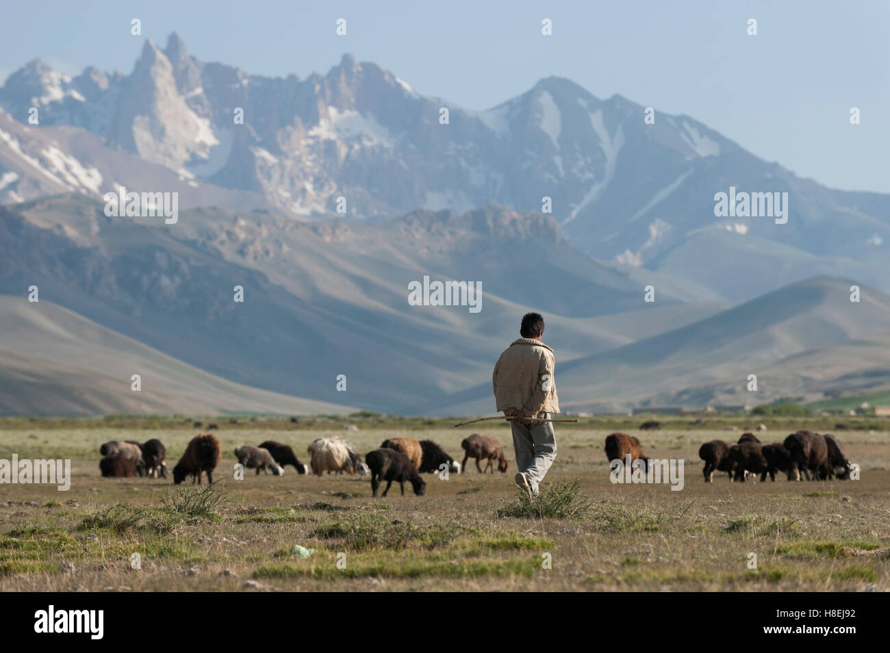 Ein Junge bringt seine Ziegen grasen in Bamiyan Provinz, Afghanistan, Asien Stockfoto