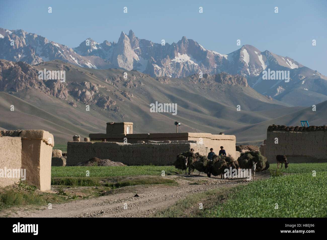 Landwirte zurück mit ihren Esel, beladen mit Futter in Bamiyan Provinz, Afghanistan, Asien in ihr Dorf. Stockfoto