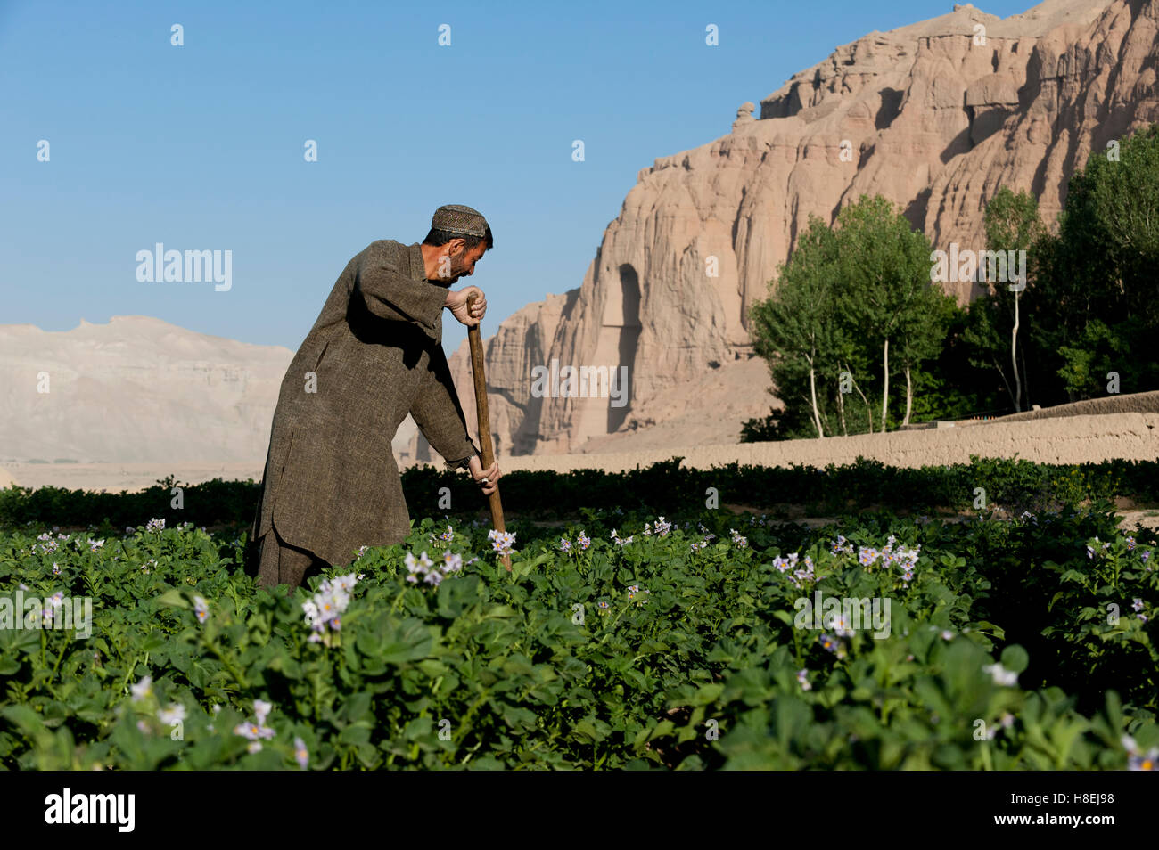 Ein Fame arbeitet in Kartoffelfeldern mit den alten Buddha-Nischen sichtbar in der Ferne in Bamiyan Provinz, Afghanistan, Asien Stockfoto