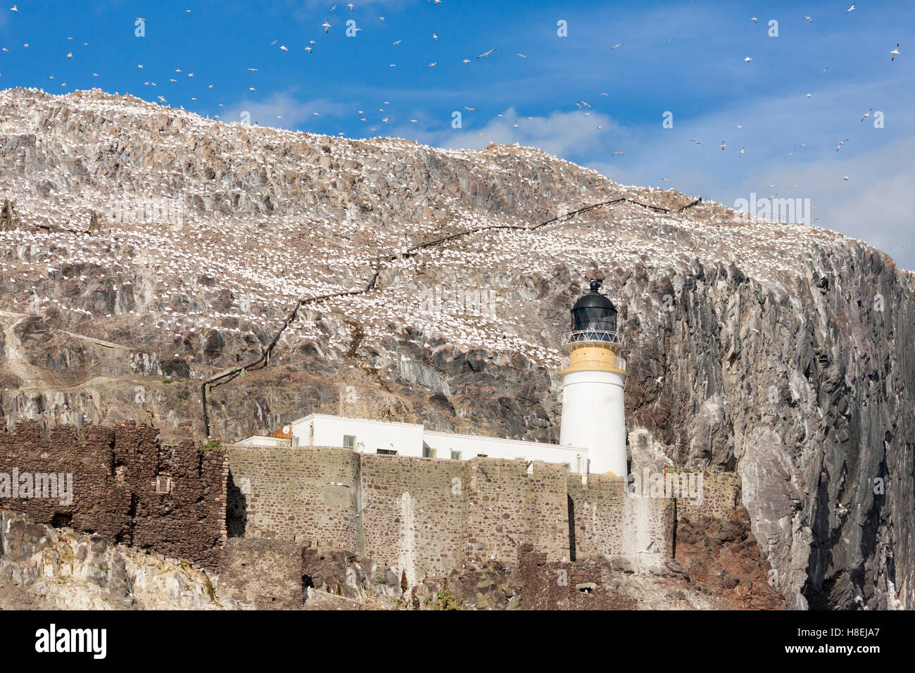 Basstölpel auf Bass Rock, East Lothian, Schottland, Vereinigtes Königreich, Europa Stockfoto