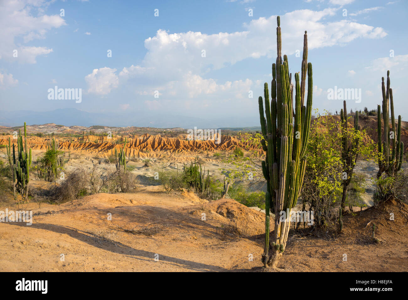 Desierto de Tatocoa (Tatacoa Wüste), Kolumbien, Südamerika Stockfoto