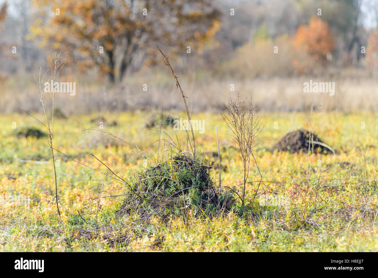 Klumpen Erde genannt Maulwurfshügel, verursacht durch ein Maulwurf in einem Feld im Herbst Stockfoto