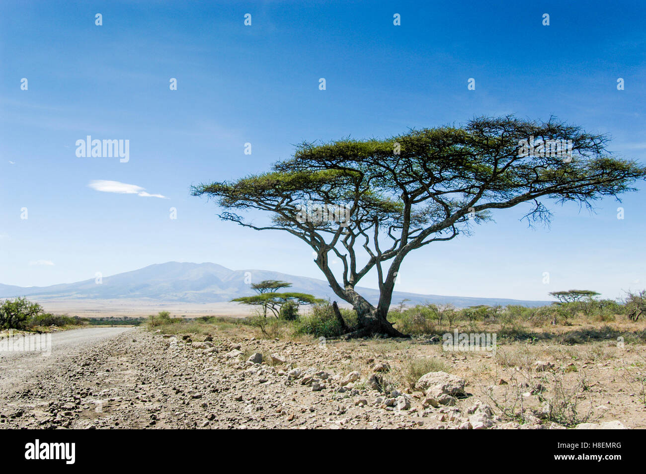 Akazie entlang der Straße von Serengeti, Ngorongoro Crater, Ngorongoro, Tansania Stockfoto