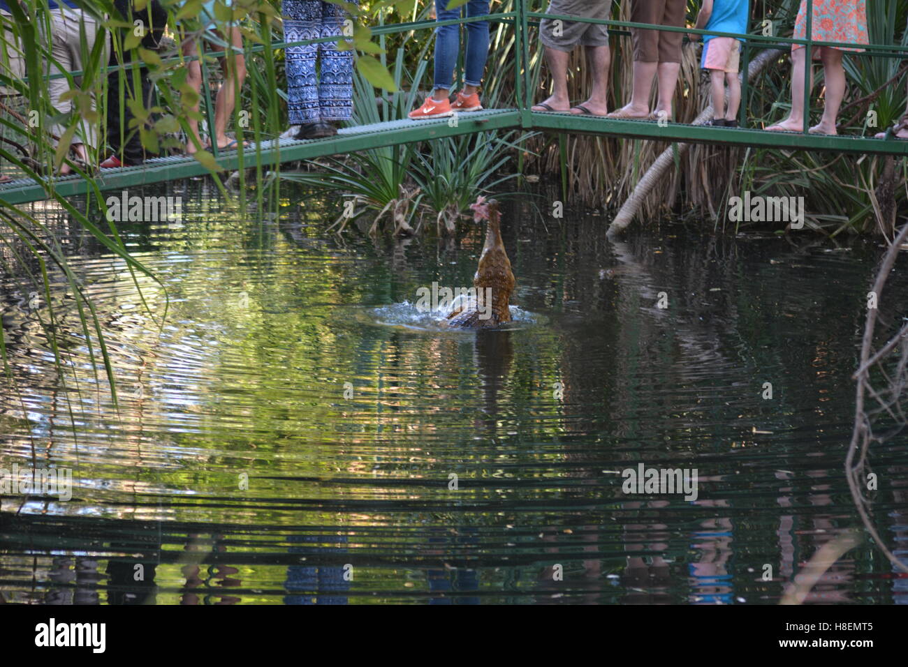 Krokodil aus dem Wasser springen und Fütterung in Timber Creek Campingplatz Australien Stockfoto