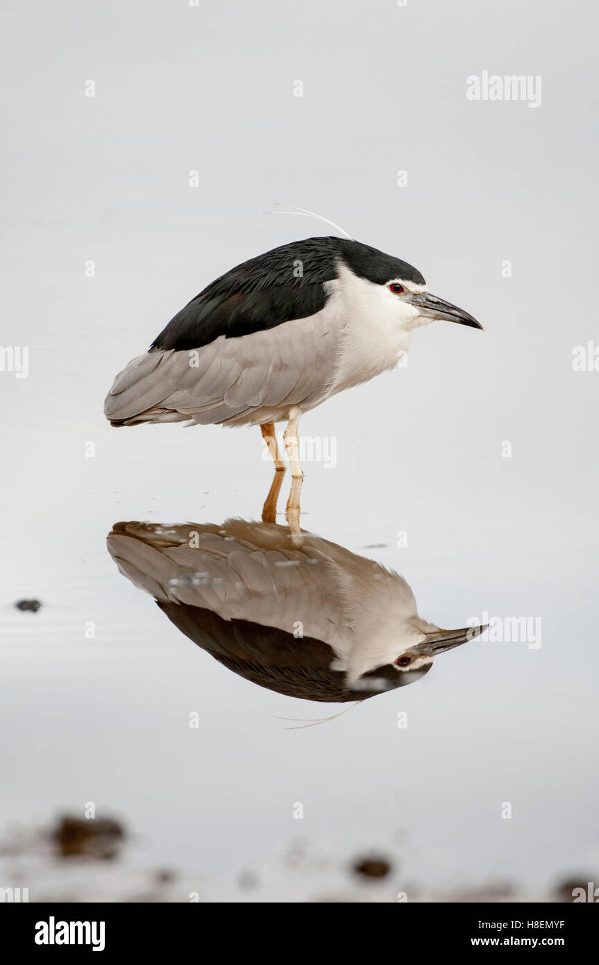 Schwarz-gekrönter Nachtreiher (Nycticorax Nycticorax), Ndutu, Ngorongoro Conservation Area, Tansania Stockfoto