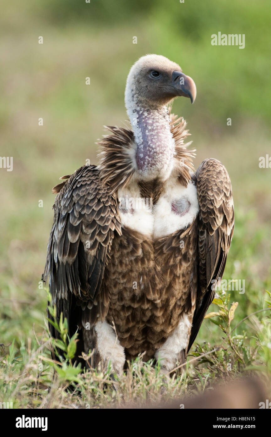 Weißrückenspecht Geier (abgeschottet Africanus), Ndutu, Ngorongoro Conservation Area, Tansania Stockfoto