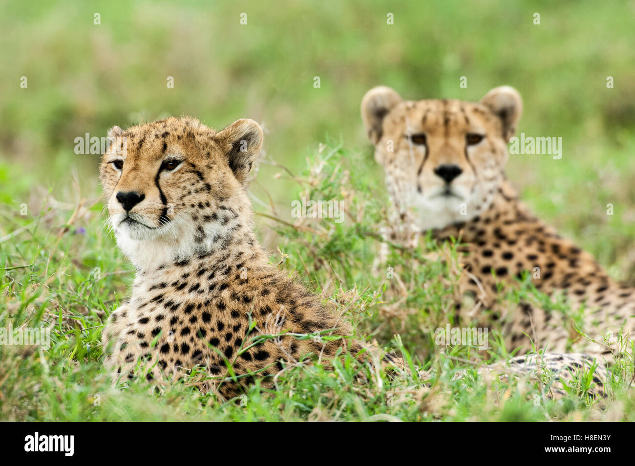 Zwei Sub-Erwachsene Geparden (Acinonyx Jubatus), auf der Suche nach Beute, Ndutu, Ngorongoro Conservation Area, Tansania Stockfoto