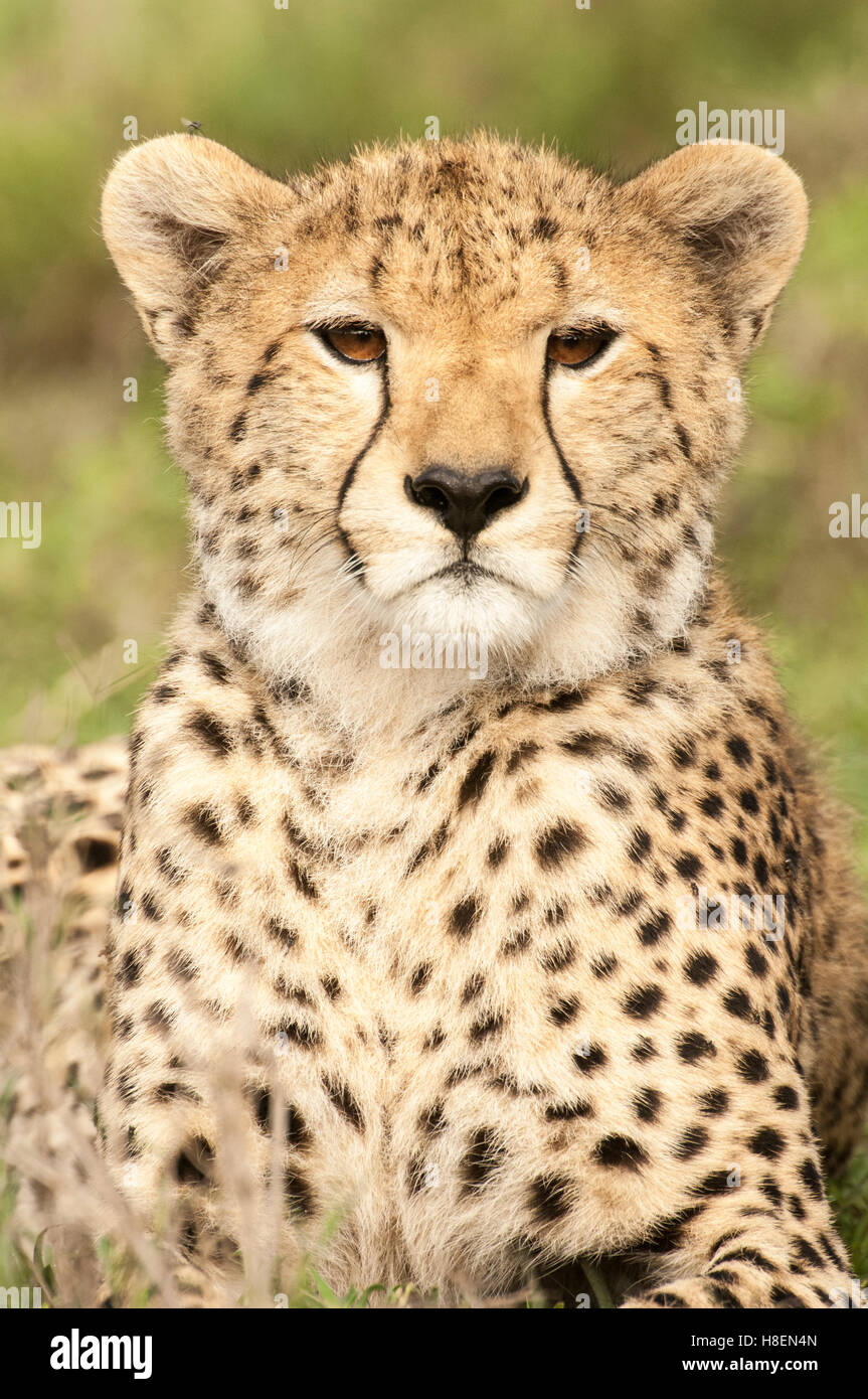 Porträt eines jungen Geparden (Acinonyx Jubatus), Ndutu, Ngorongoro Conservation Area, Tansania Stockfoto