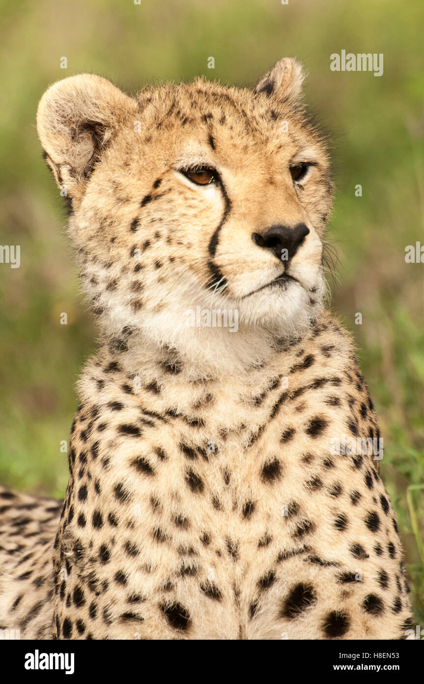 Porträt eines jungen Geparden (Acinonyx Jubatus), Ndutu, Ngorongoro Conservation Area, Tansania Stockfoto